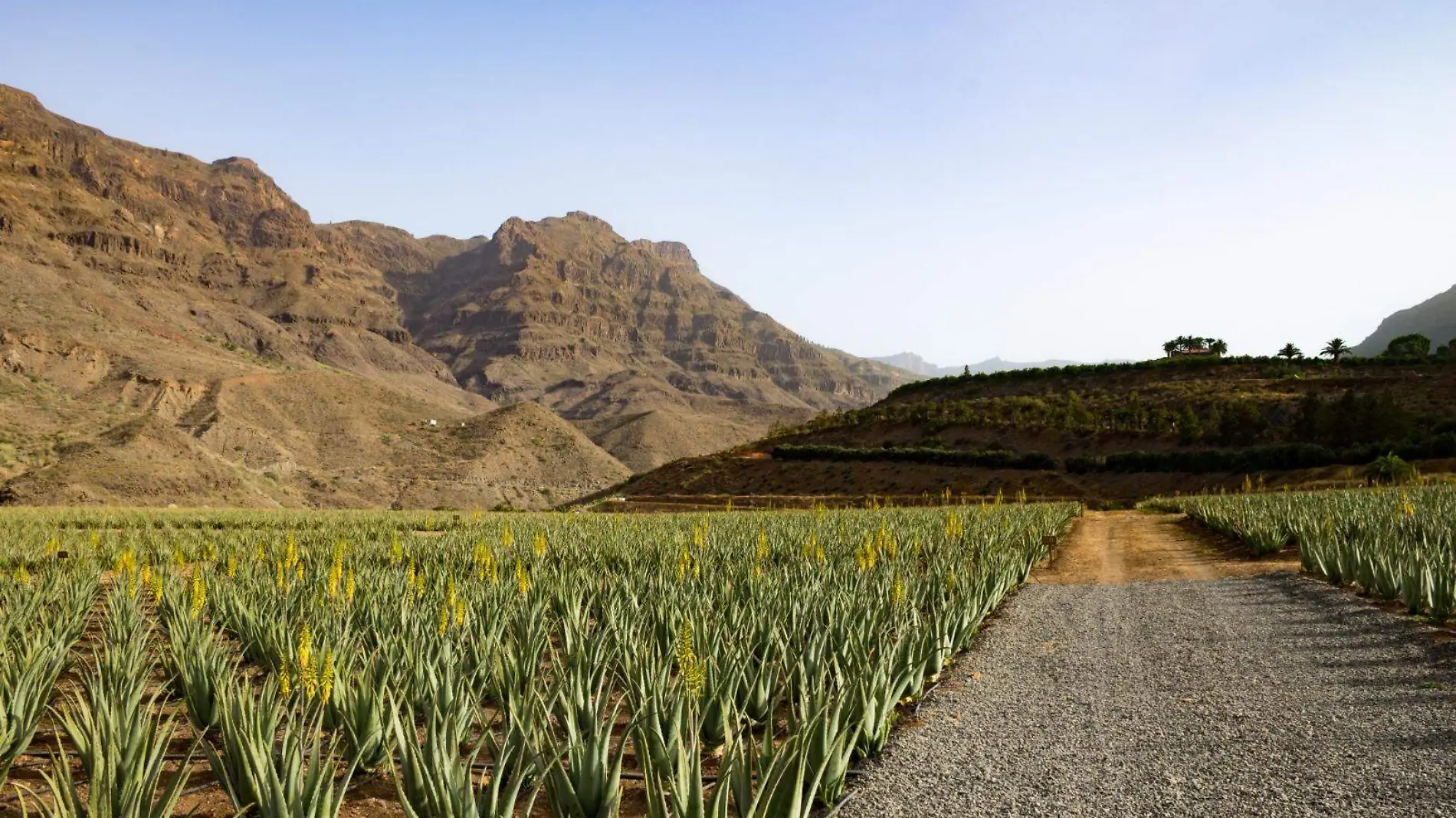 Cortesía agave (1)